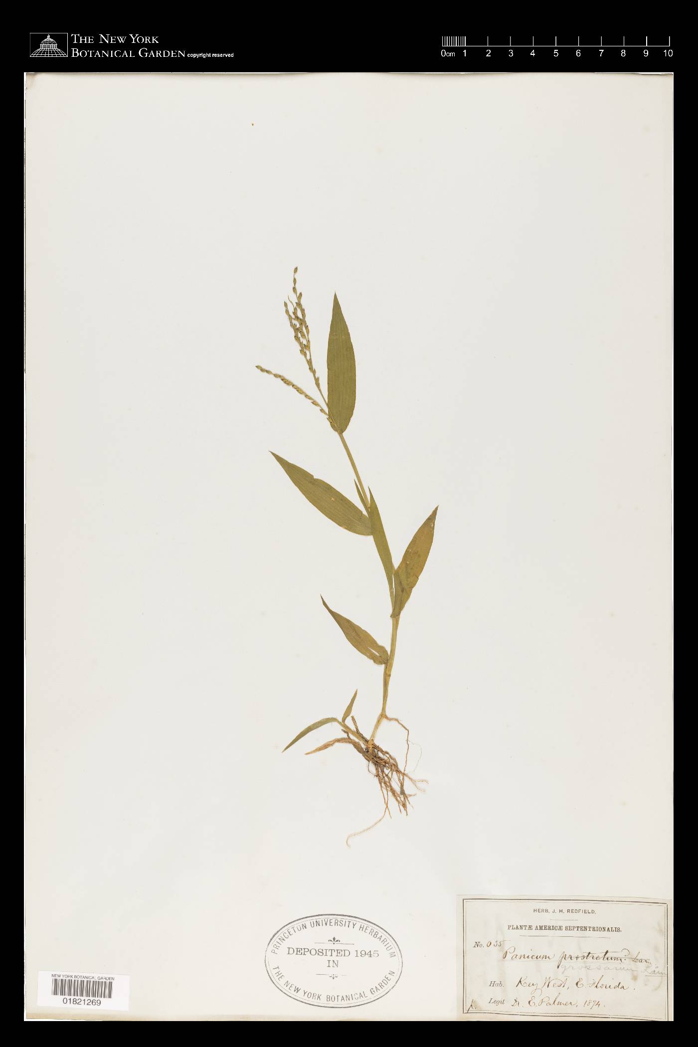 Urochloa reptans image