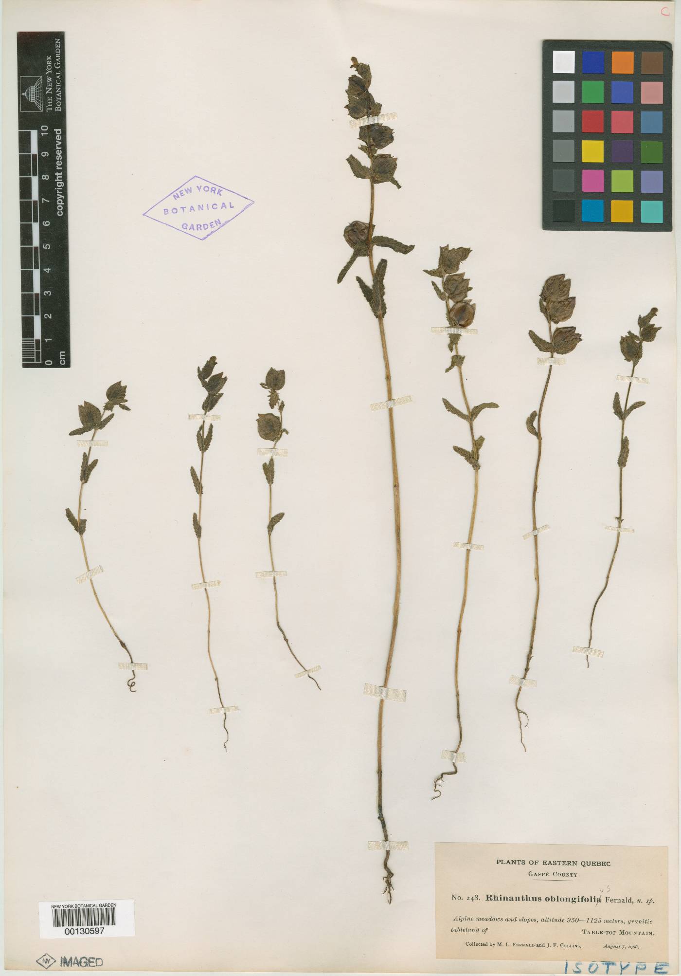 Rhinanthus groenlandicus image