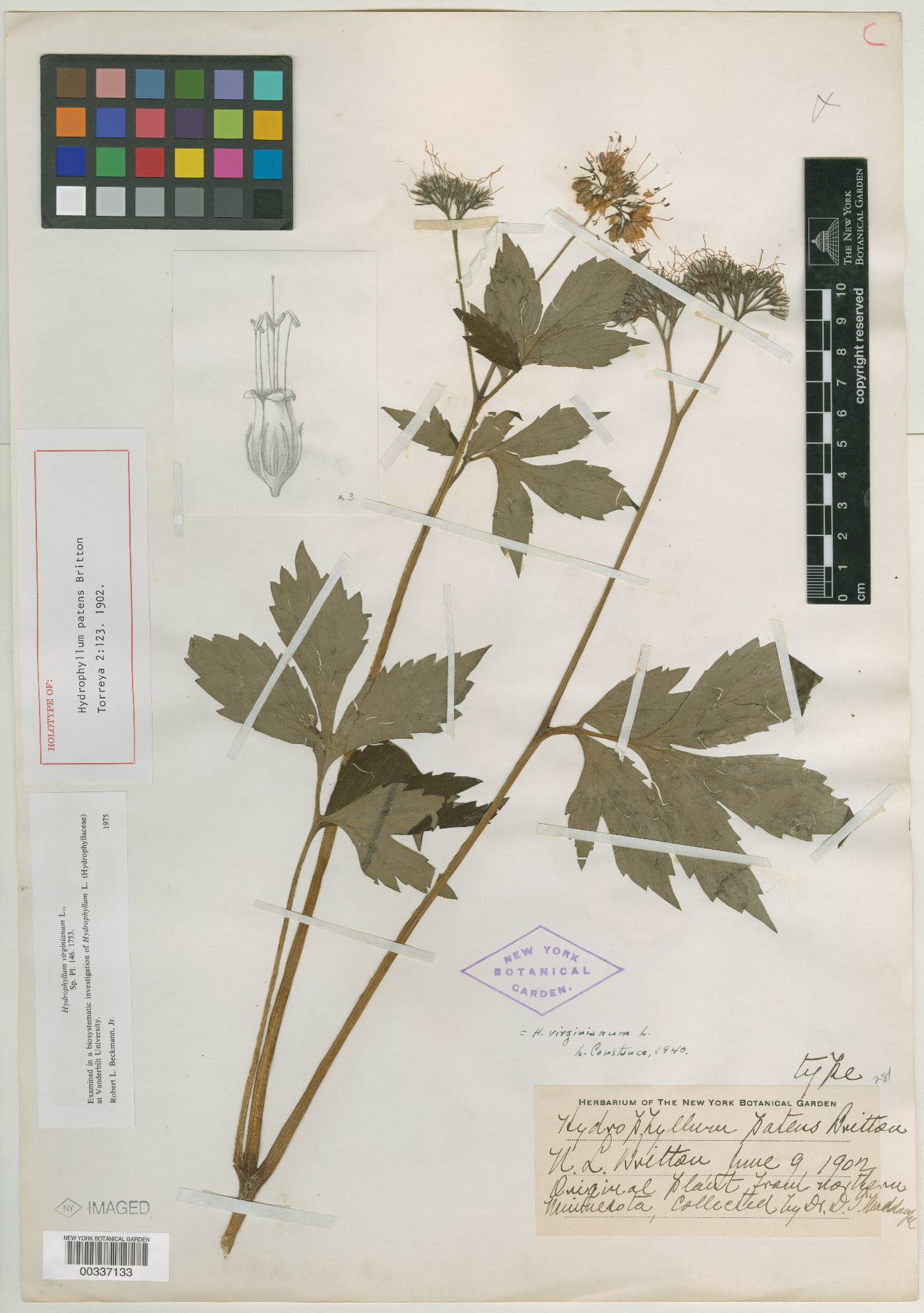 Hydrophyllum virginianum var. patens image