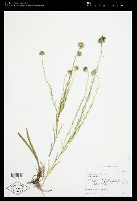 Marshallia graminifolia image