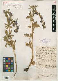 Aconitum atrocyaneum image