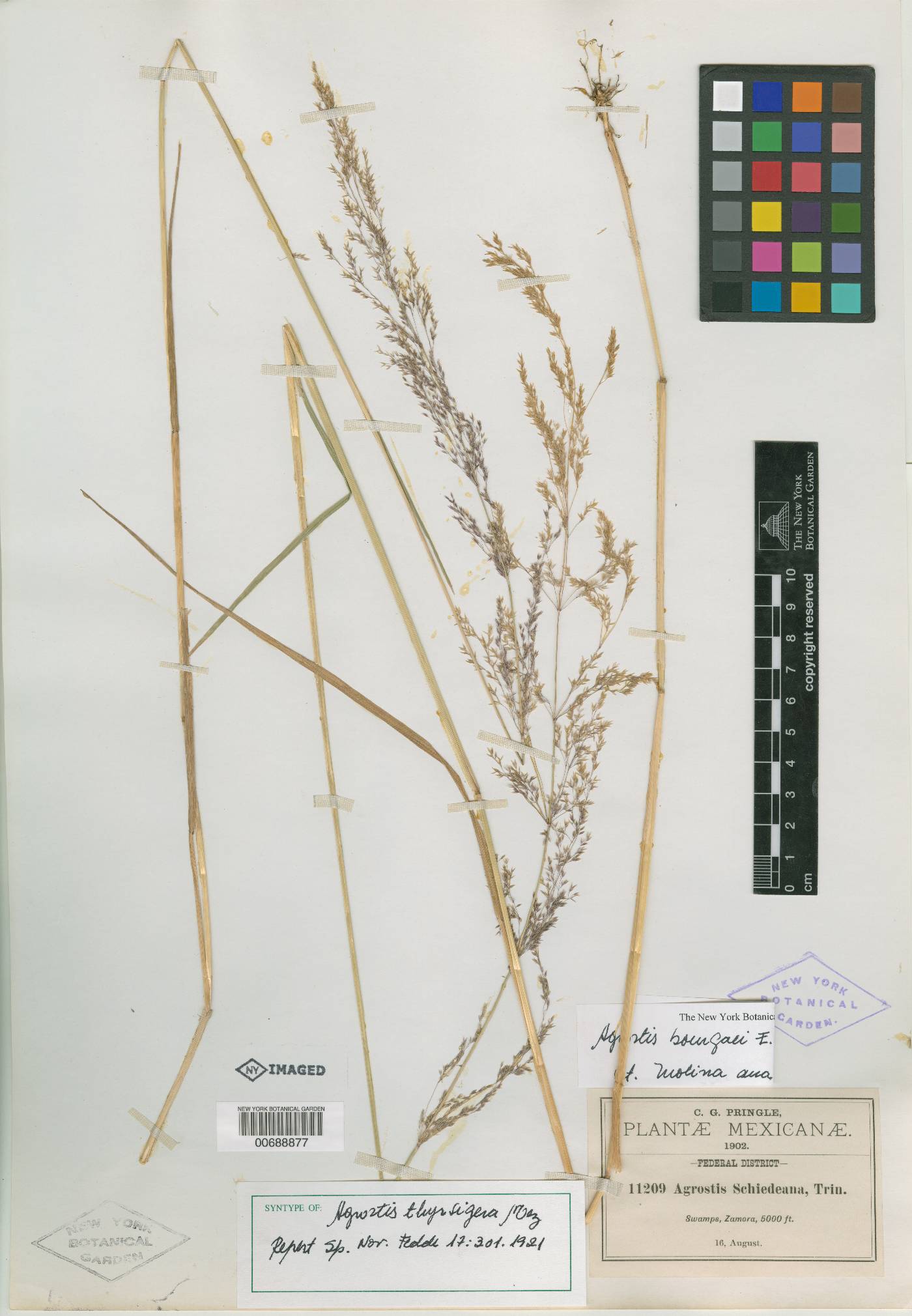 Agrostis bourgaei image