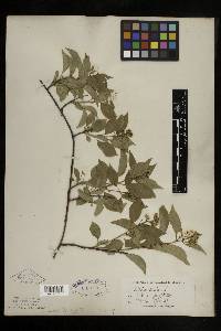 Celastrus scandens image