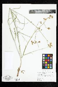 Mirabilis linearis image