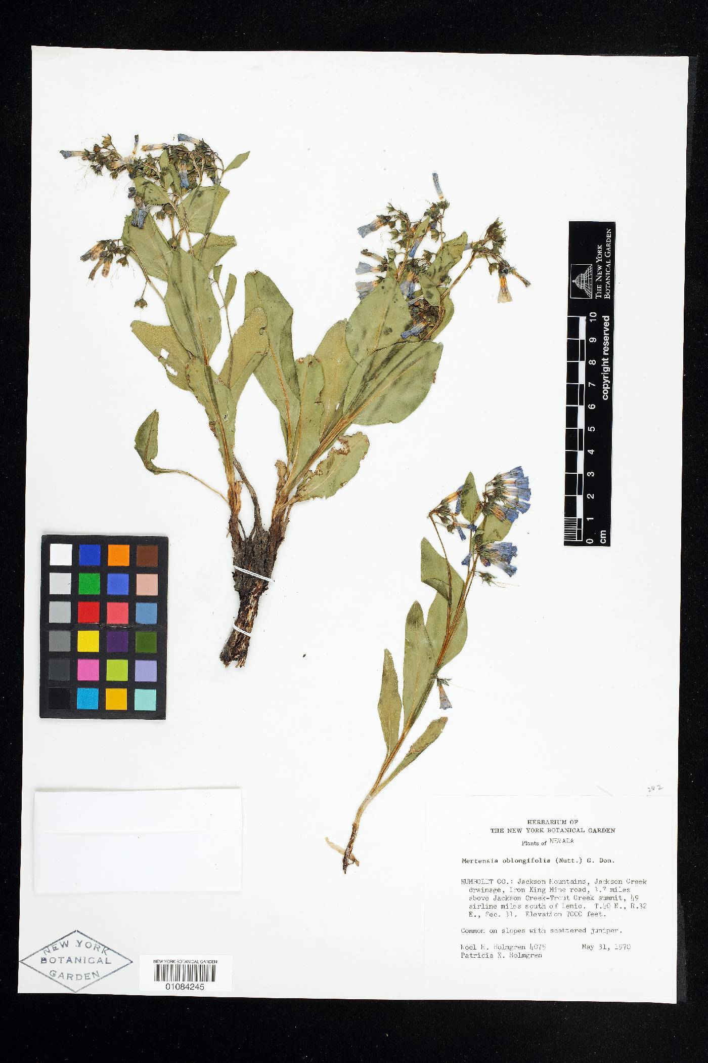 Mertensia oblongifolia image