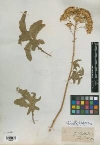 Senecio heracleifolius image