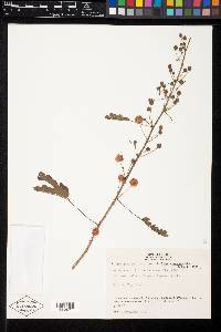 Mimosa sicyocarpa image