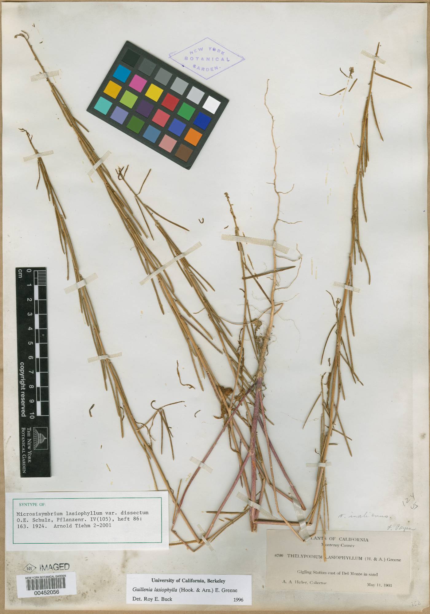 Microsisymbrium lasiophyllum var. dissectum image