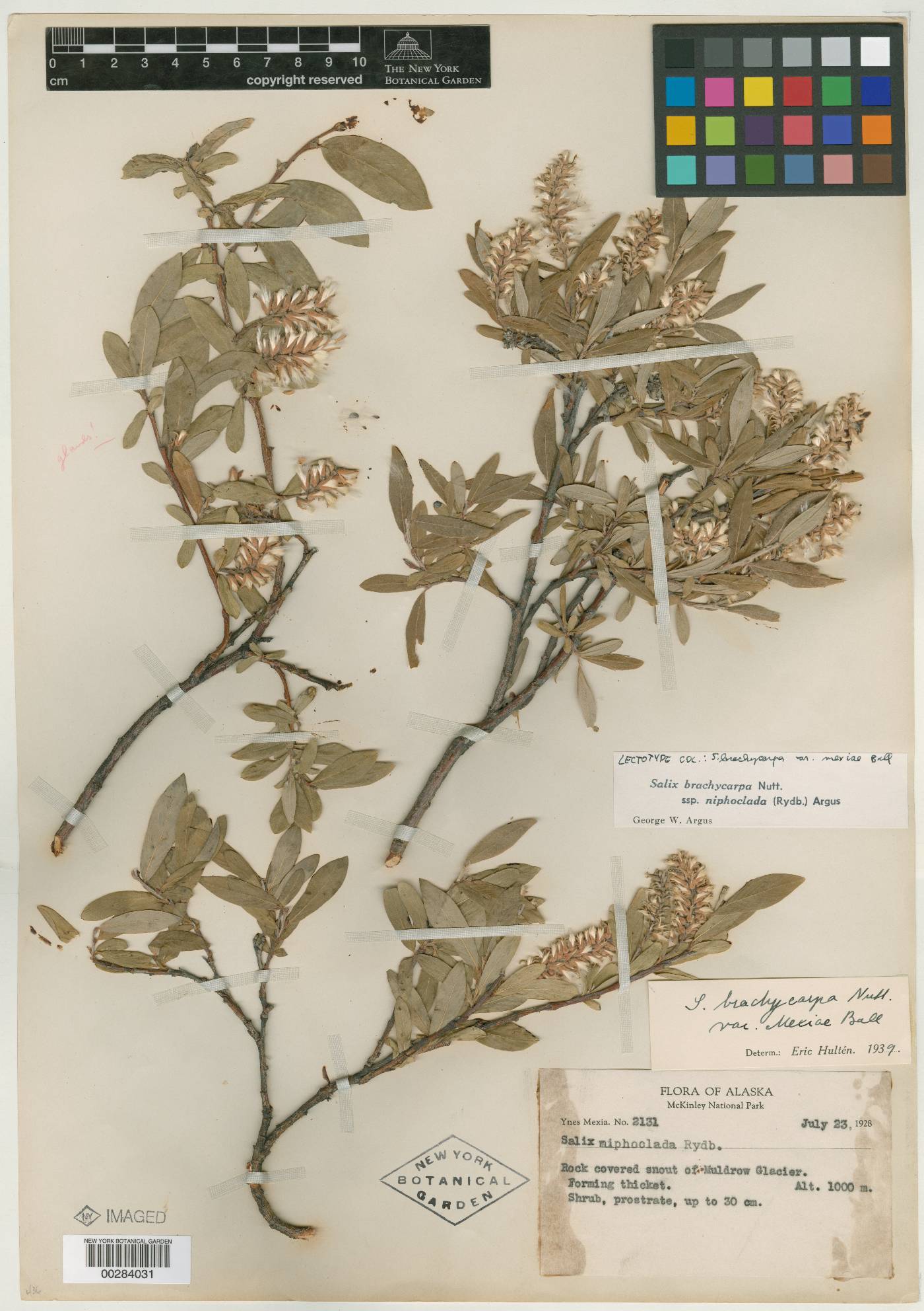 Salix brachycarpa var. mexiae image