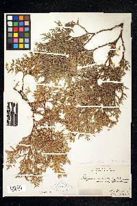 Thuja occidentalis image