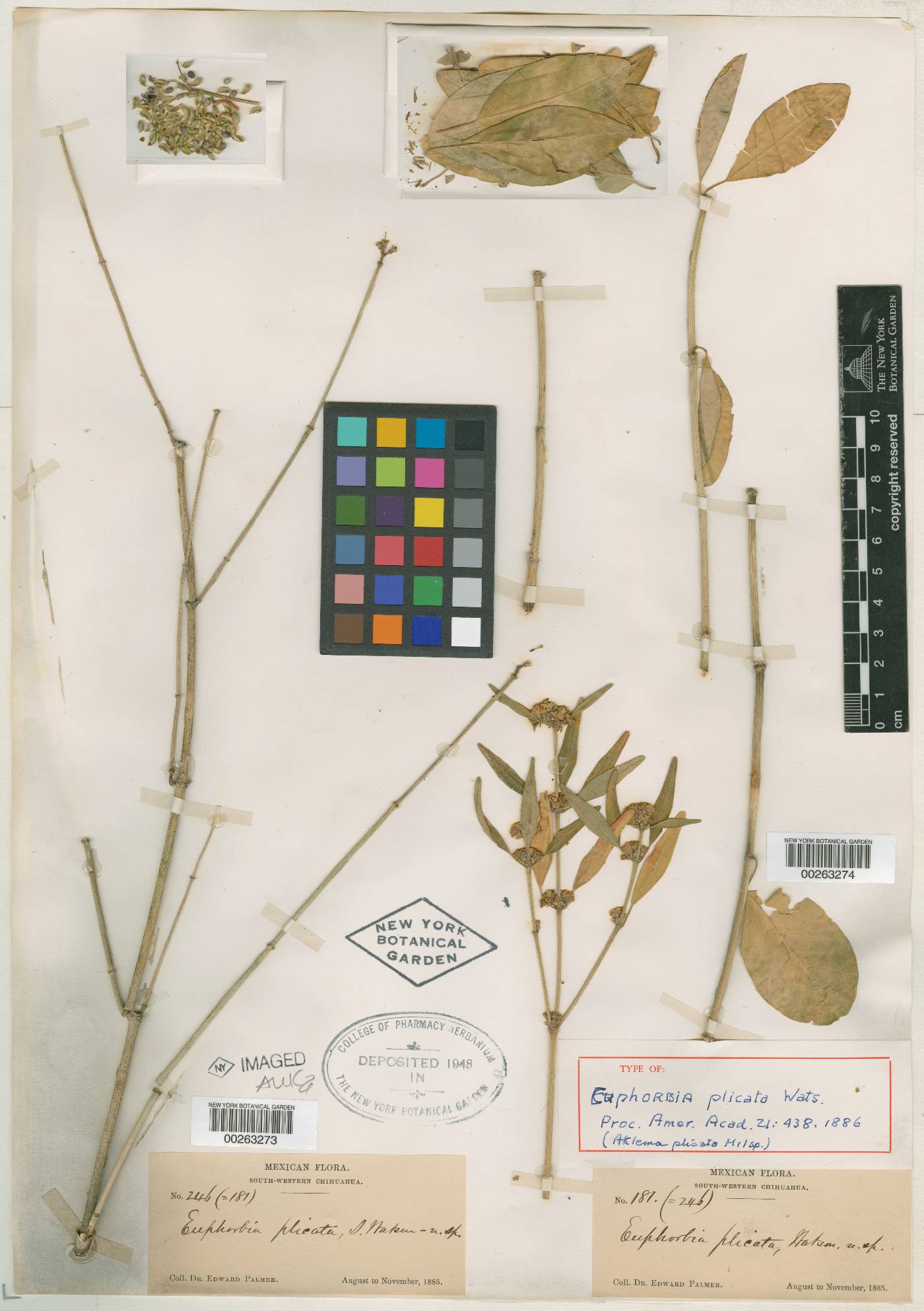 Euphorbia colletioides image