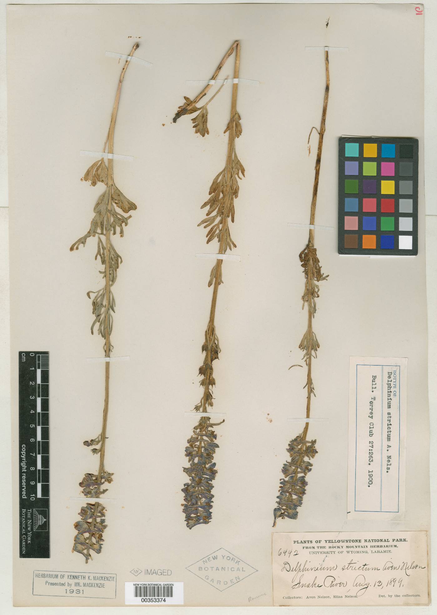 Delphinium strictum image