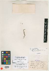 Atriplex subdecumbens image