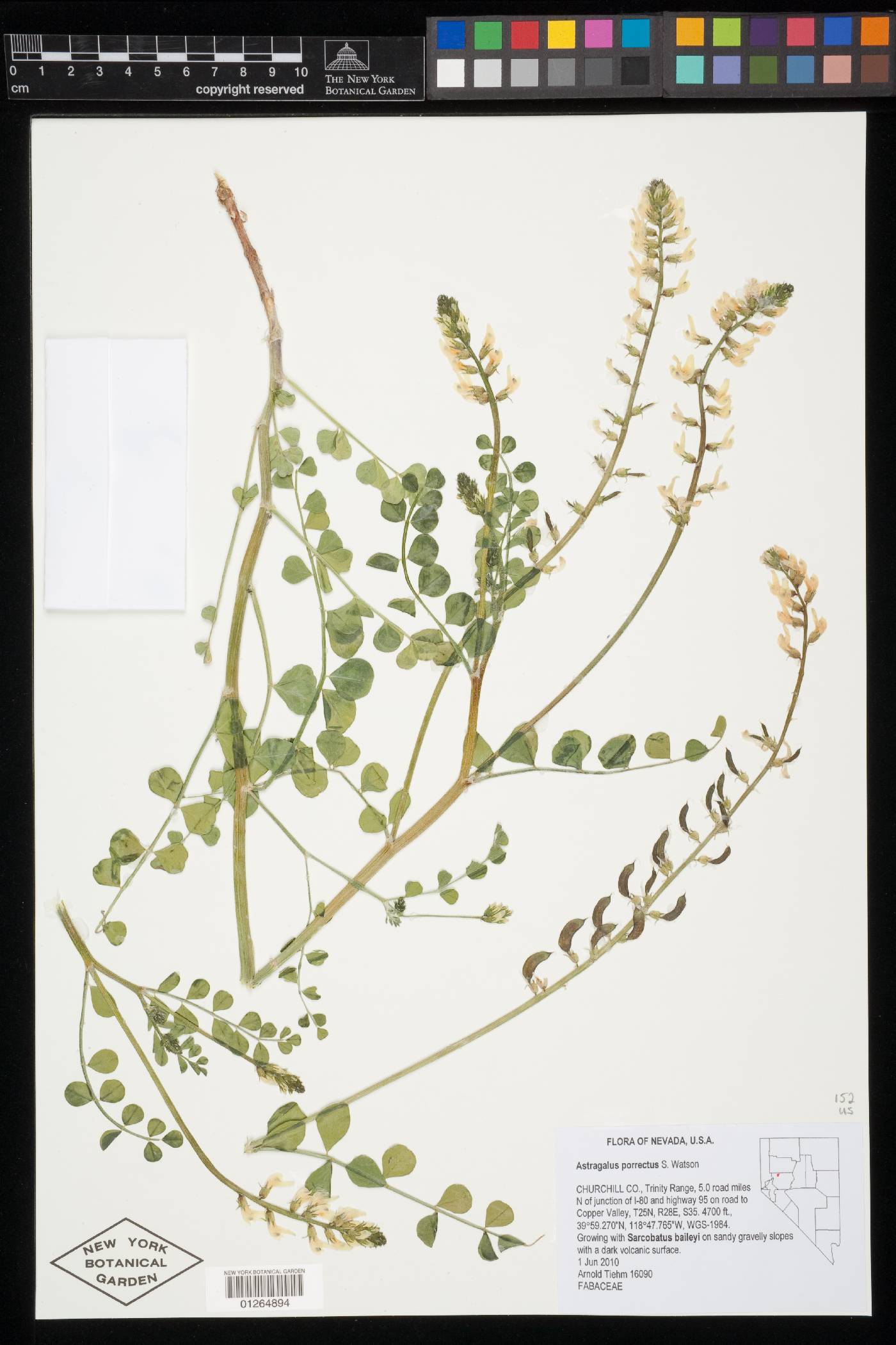 Astragalus porrectus image