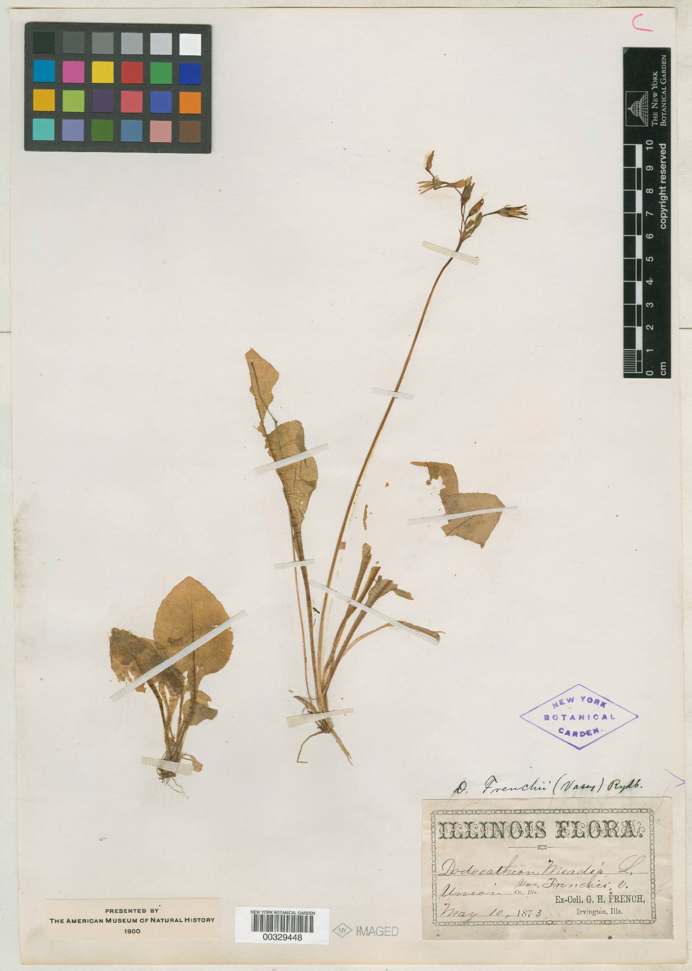 Dodecatheon meadia var. frenchii image