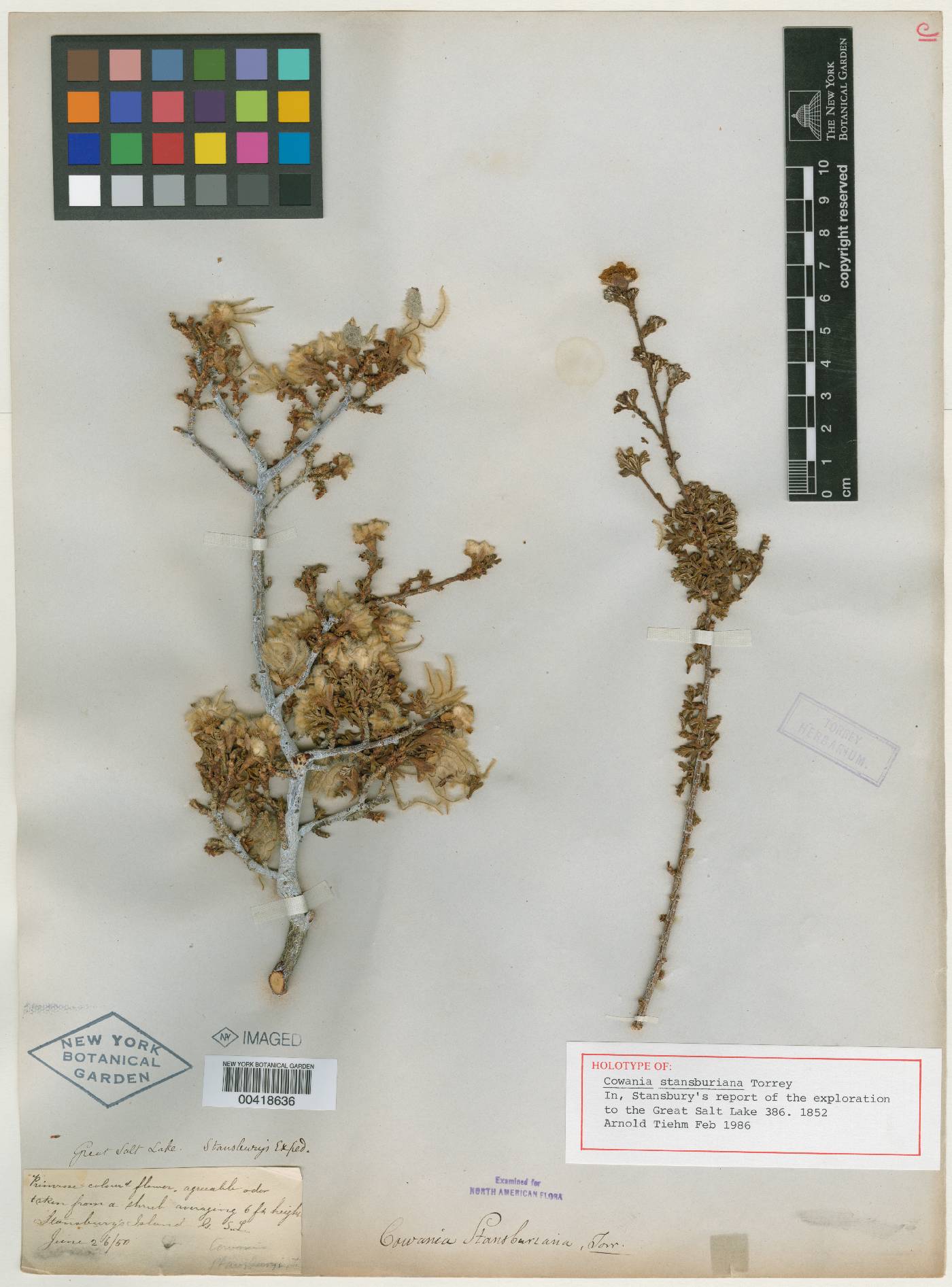 Cowania stansburyana image