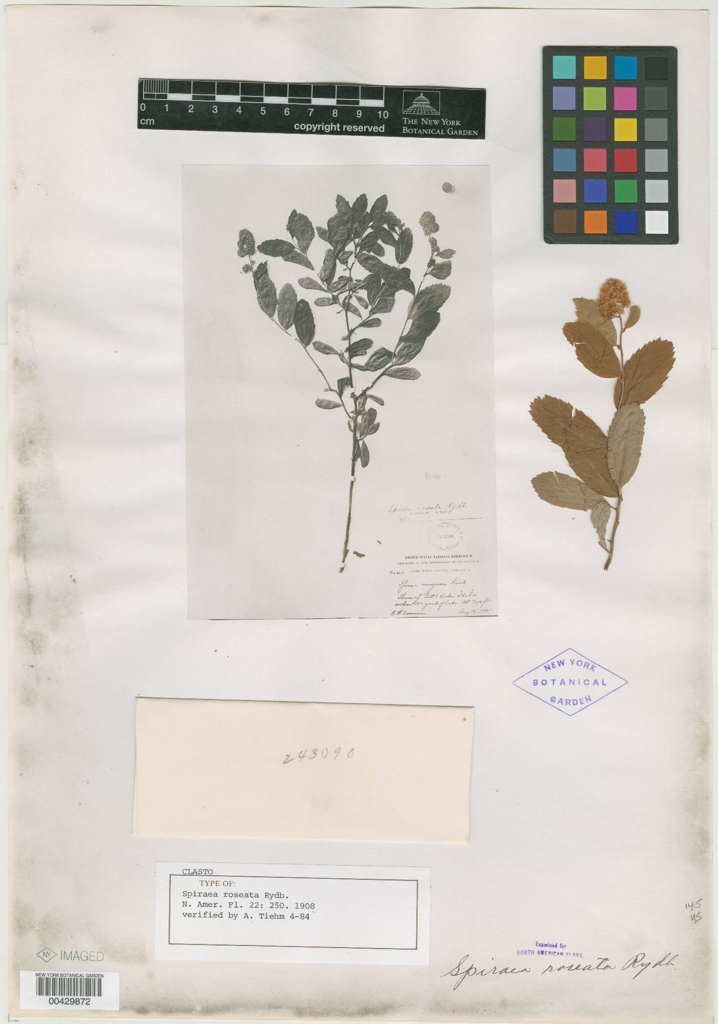 Spiraea douglasii subsp. douglasii image