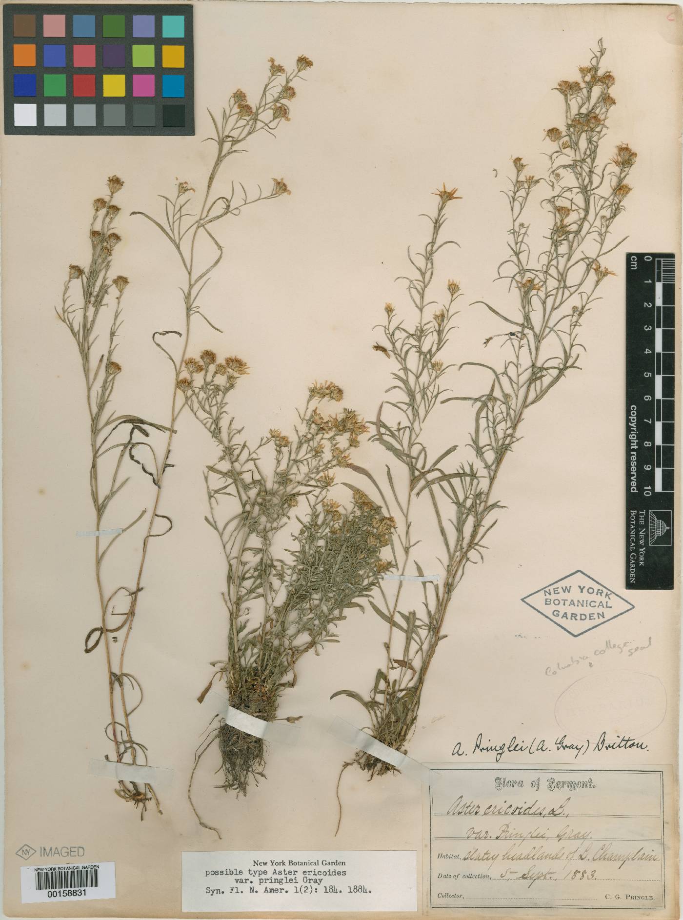Aster pringlei image