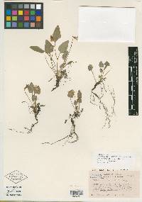 Viola cascadensis image