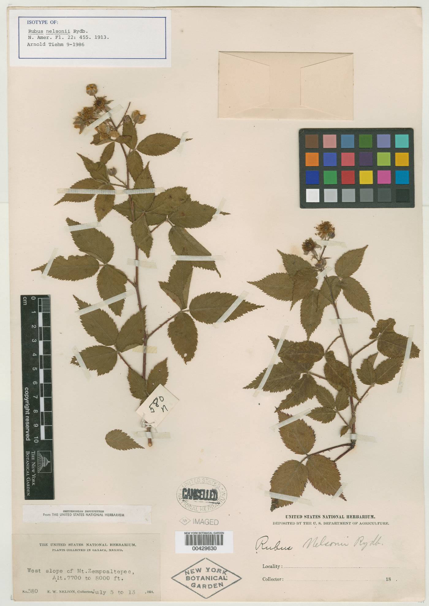 Rubus nelsonii image