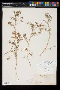 Astragalus tener var. tener image