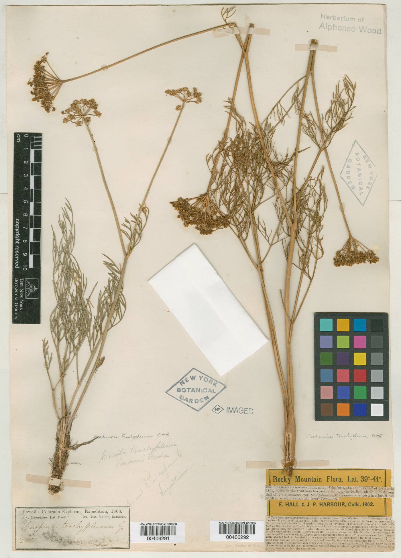 Thaspium trachypleurum image