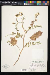 Astragalus lentiginosus var. nigricalycis image