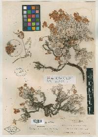 Eriogonum eximium image