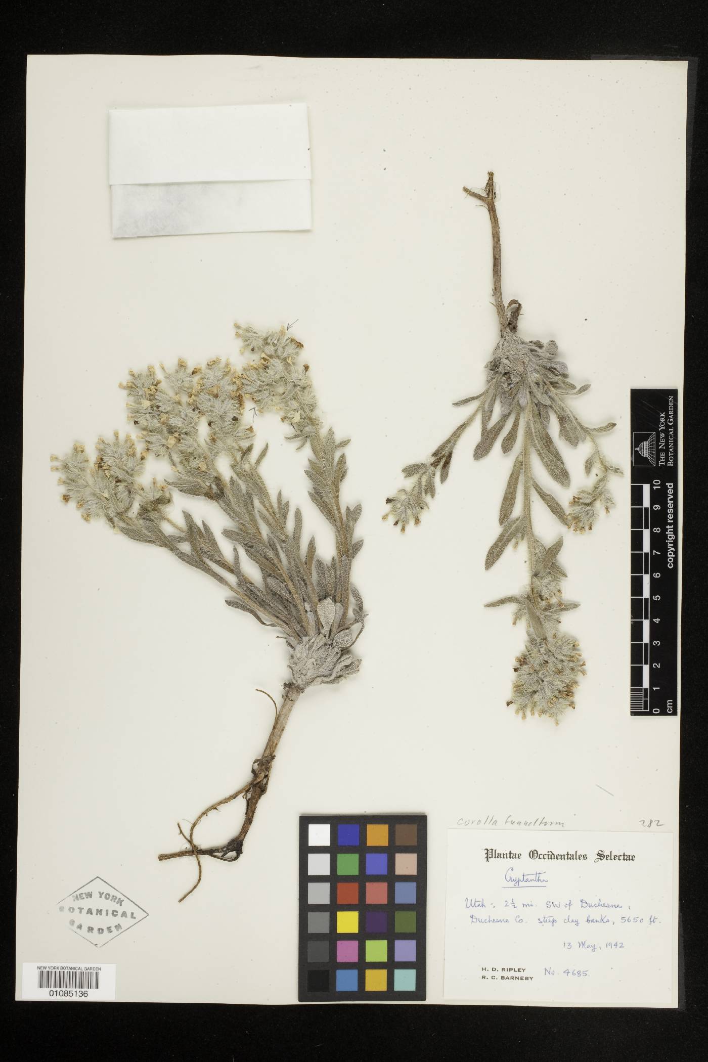 Oreocarya rollinsii image