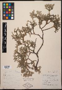 Thuja occidentalis image