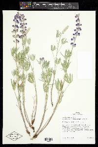 Lupinus caudatus subsp. caudatus image