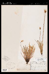 Agoseris aurantiaca var. purpurea image