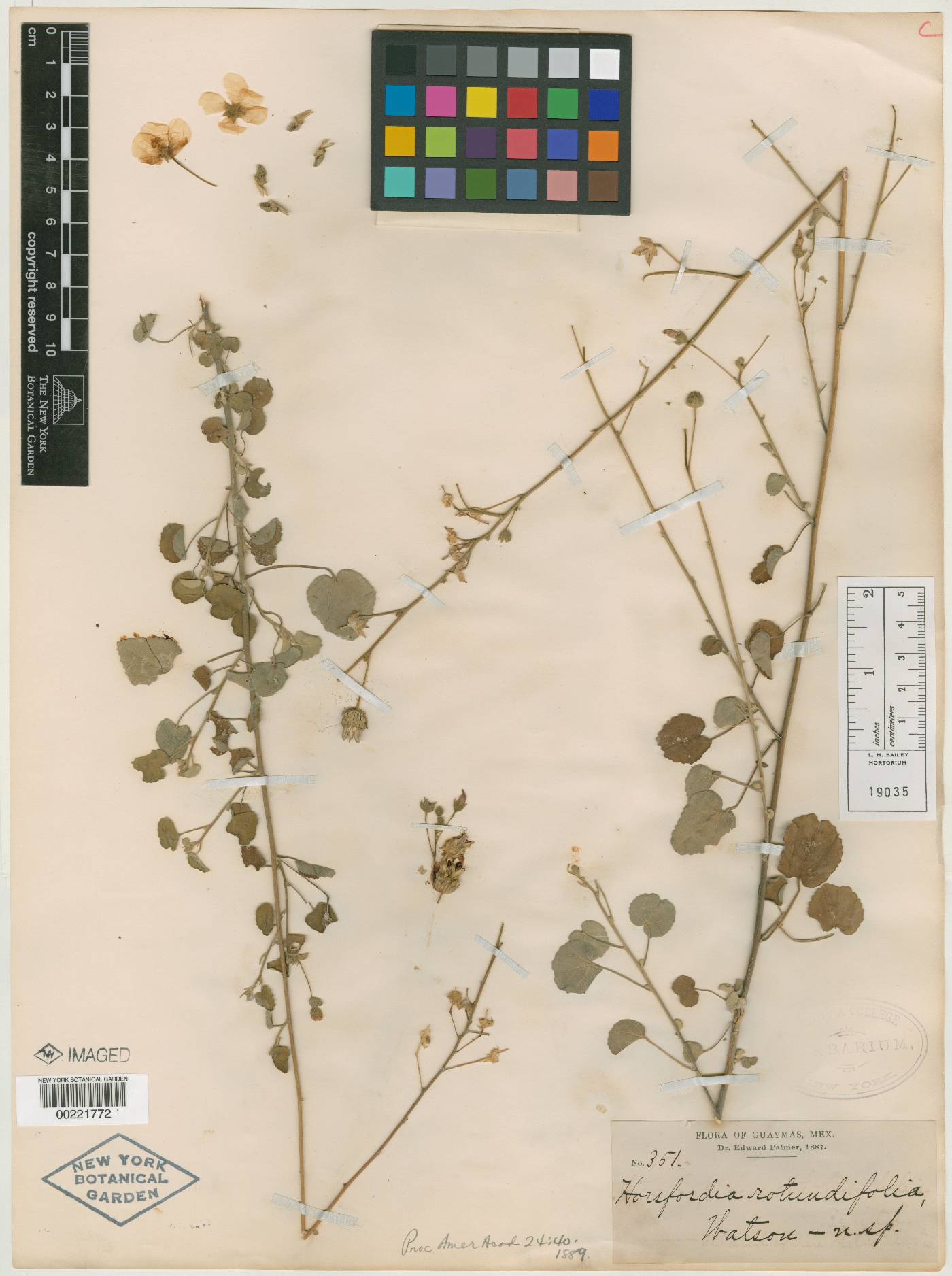 Horsfordia rotundifolia image