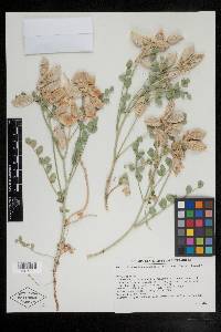 Astragalus oophorus image