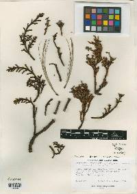 Arceuthobium vaginatum subsp. durangense image