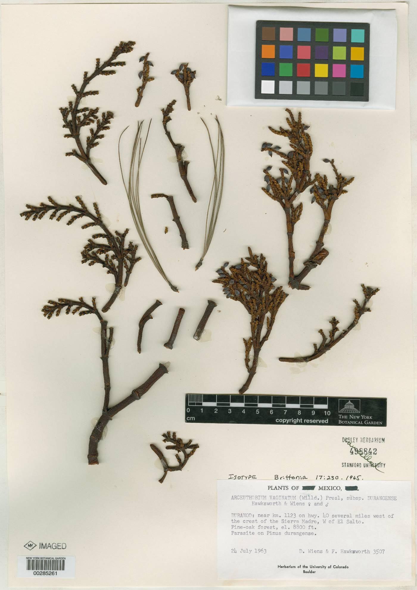 Arceuthobium vaginatum subsp. durangense image