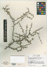 Prunus eremophila image