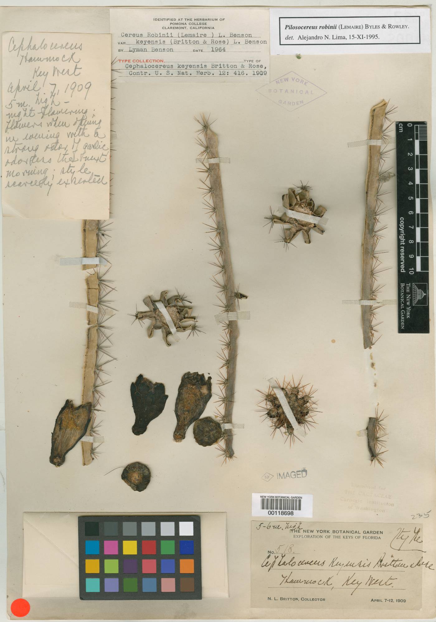 Cephalocereus keyensis image