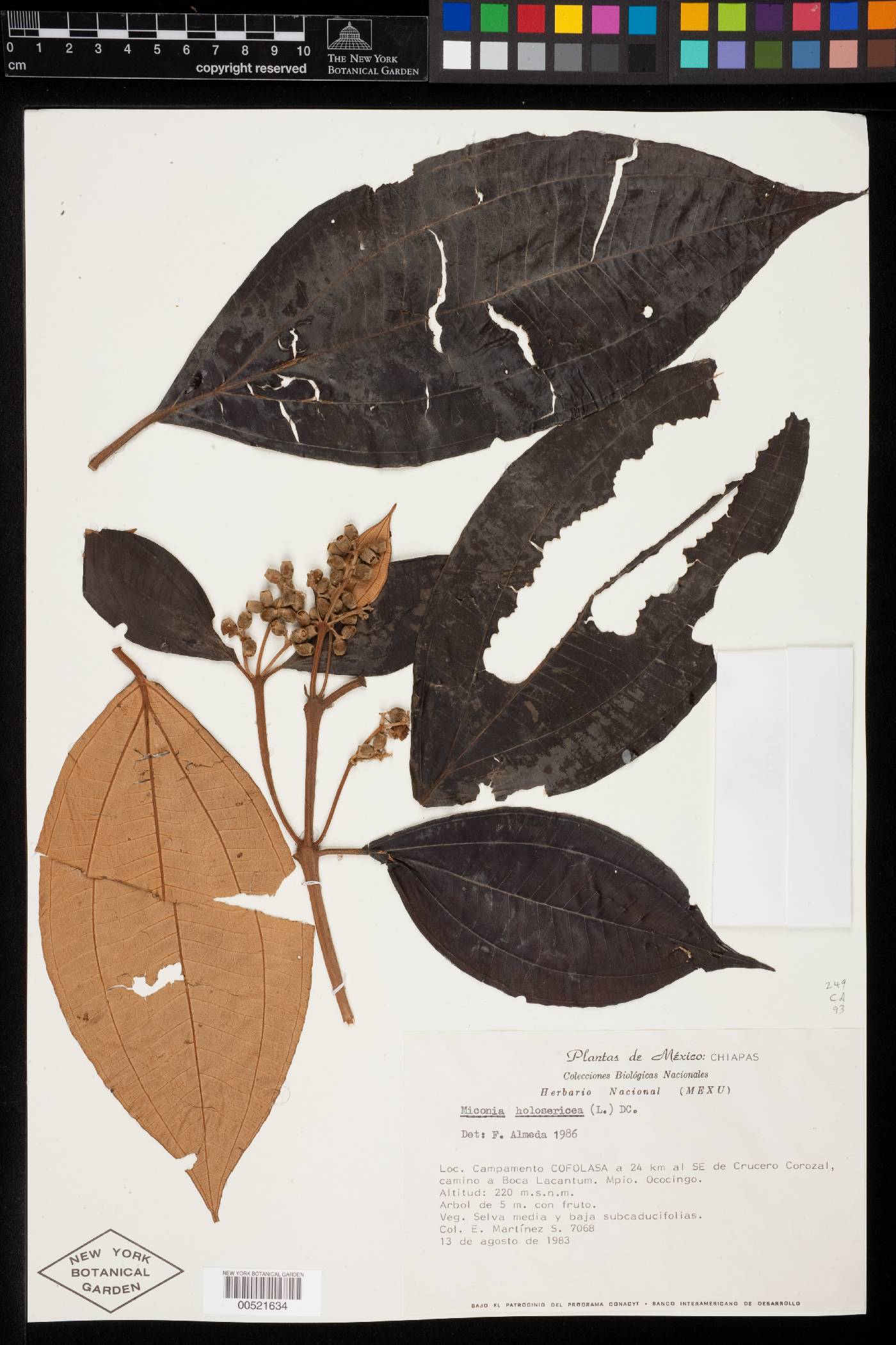 Miconia holosericea image