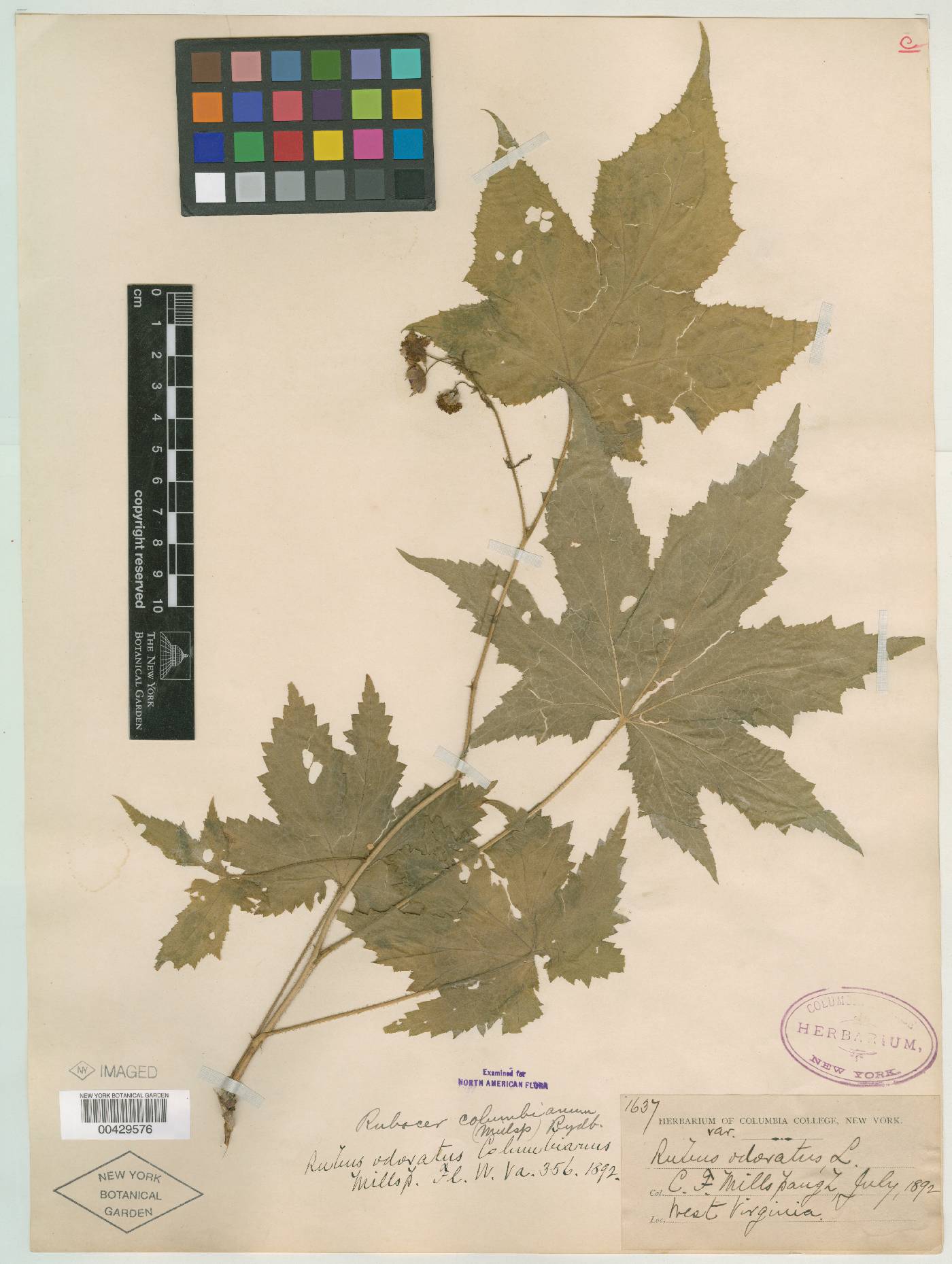 Rubus odoratus var. columbianus image