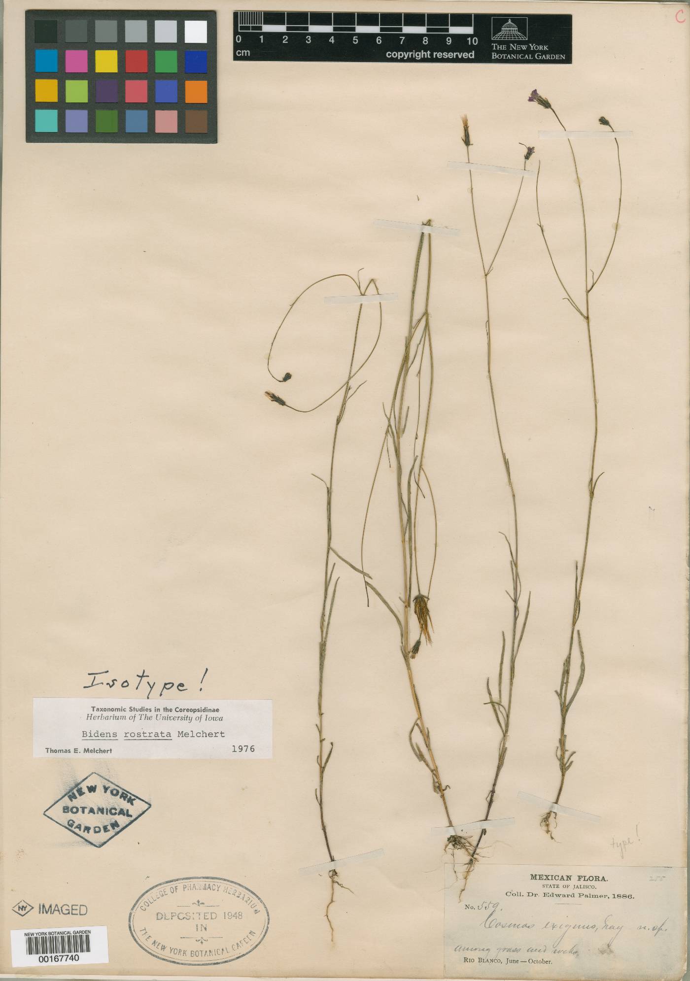 Bidens rostrata image