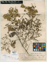 Combretum decandrum image