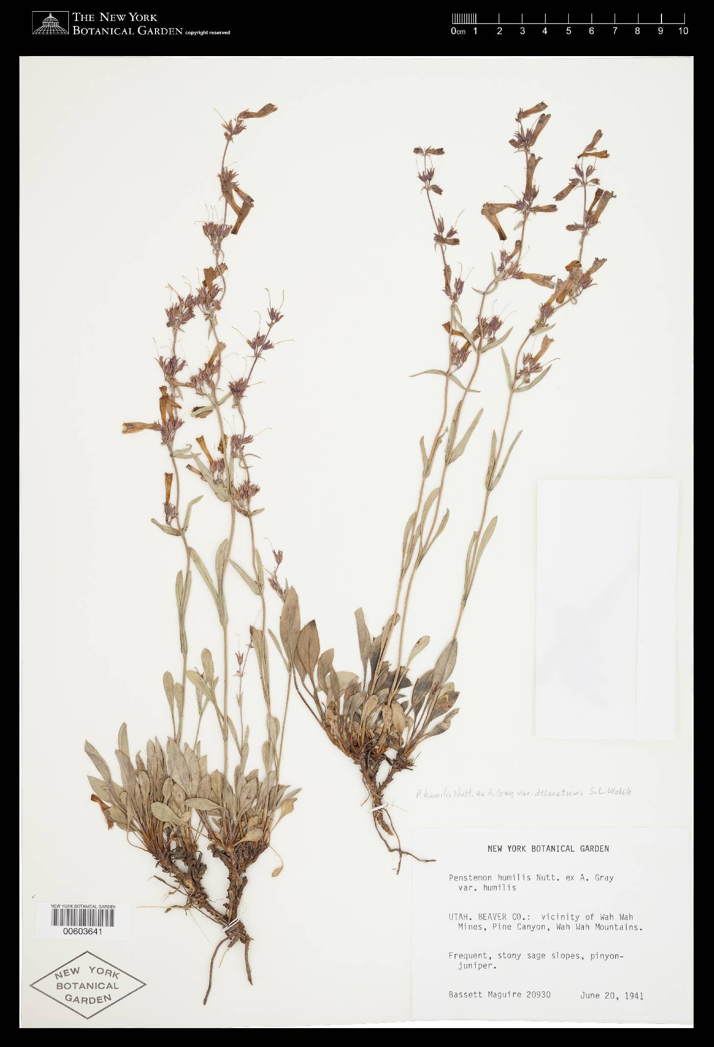 Penstemon decurvus image