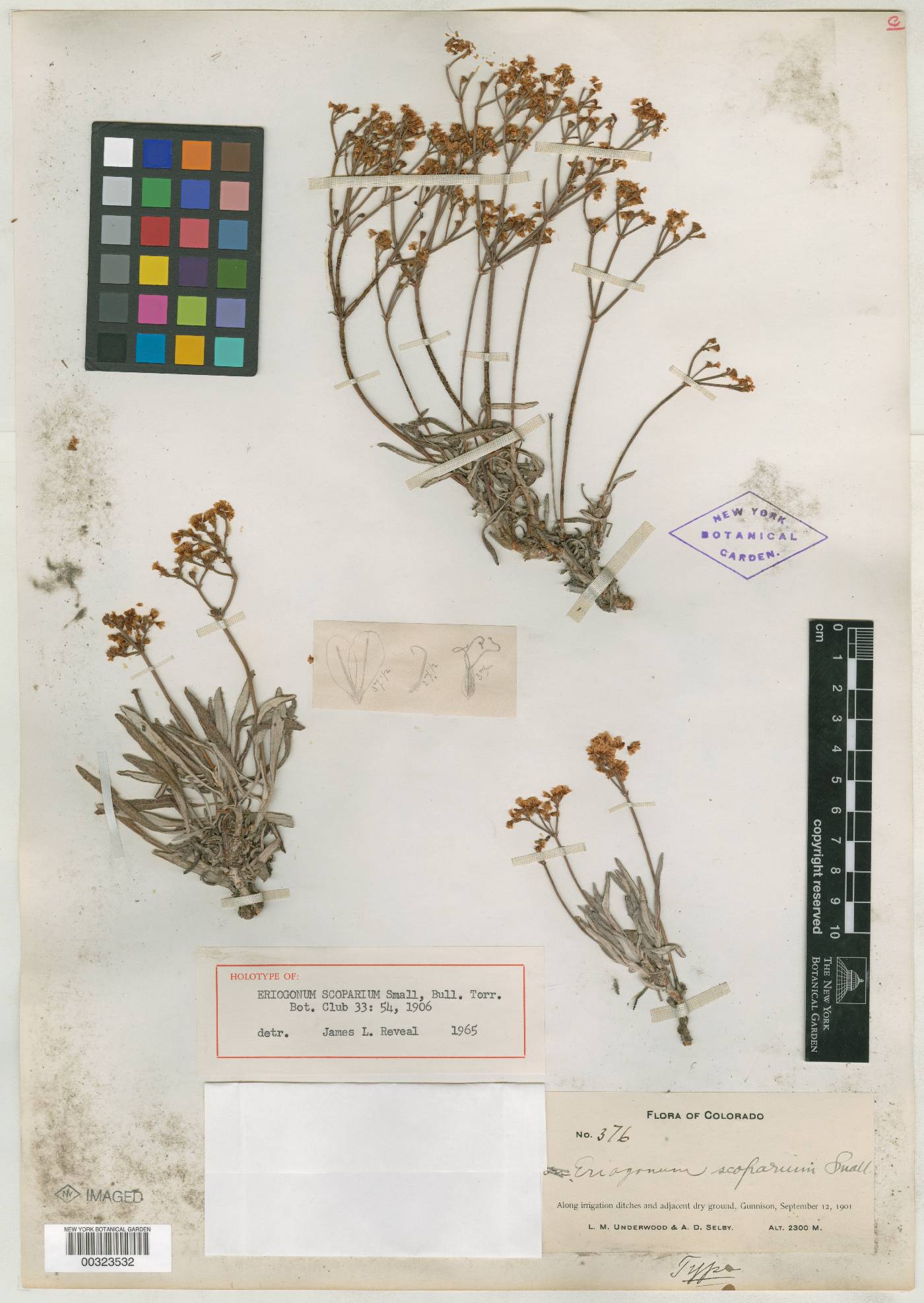 Eriogonum lonchophyllum var. lonchophyllum image