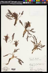 Pedicularis centranthera image