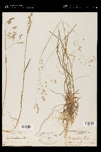 Poa cuspidata image