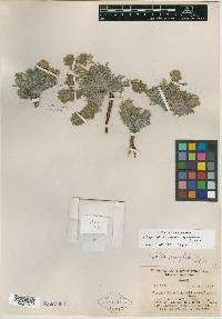 Oreocarya hypsophila image