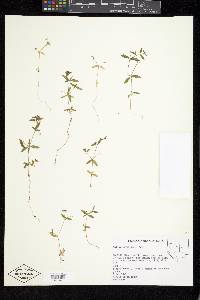 Galium bifolium image