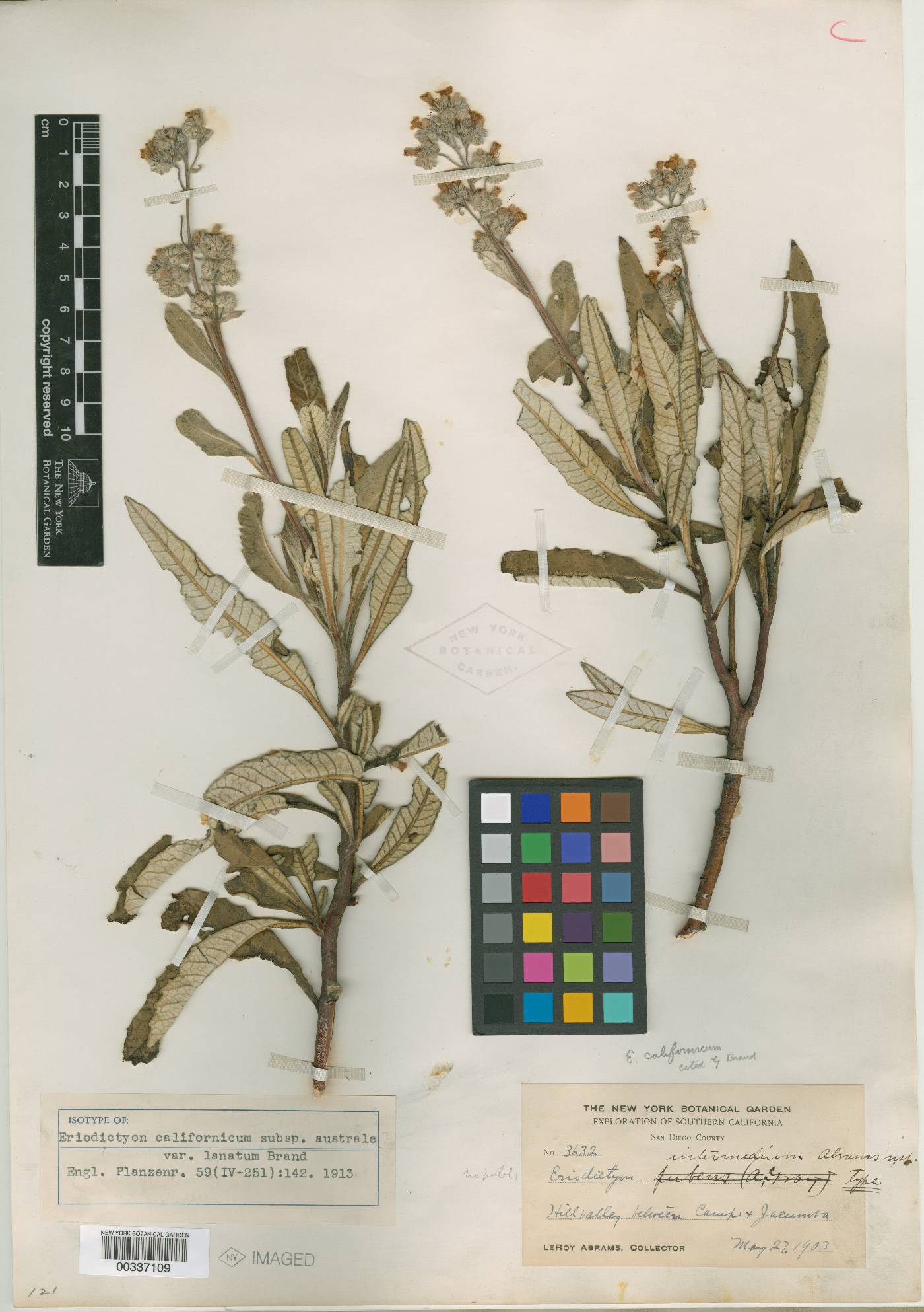 Eriodictyon californicum var. lanatum image