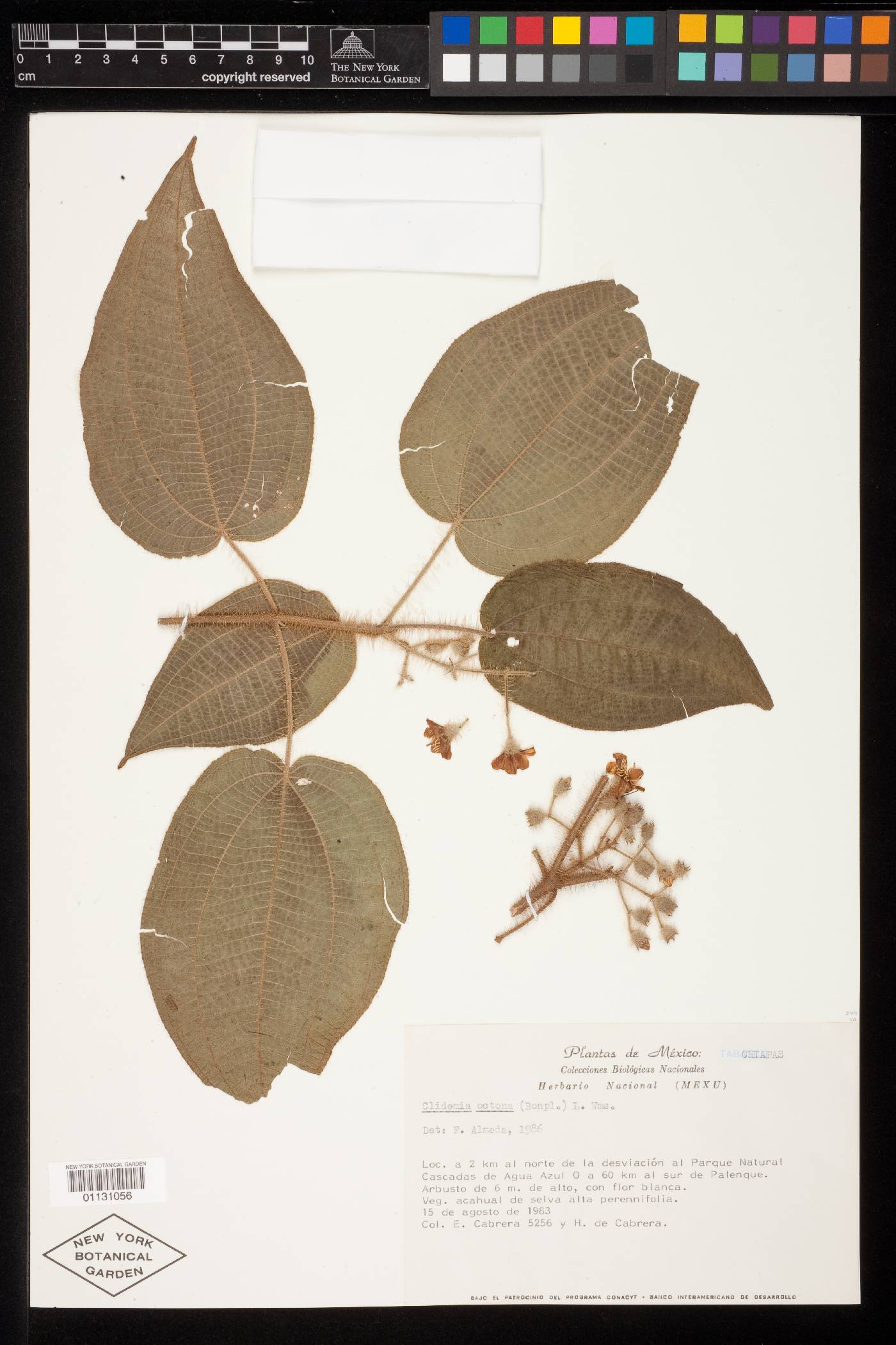 Clidemia octona image